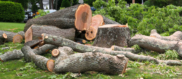 How Our Tree Care Process Works  in  Oatfield, OR